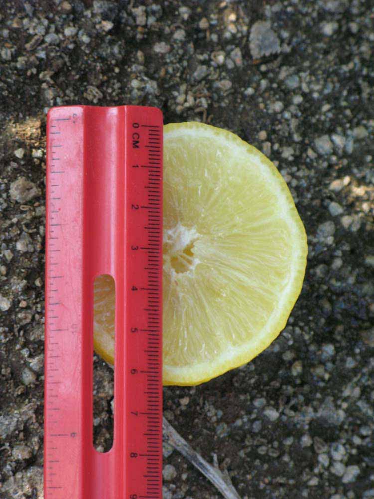            Fruit cross-section (Riverside, CA)   